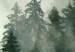 Wall Poster Coniferous Forest - Landscape of tall dark green trees amidst dense fog 114364 additionalThumb 8