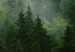 Wall Poster Coniferous Forest - Landscape of tall dark green trees amidst dense fog 114364 additionalThumb 9