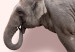 Poster Enamored Elephant - composition with a heart of roses and an animal on a pink background 118264 additionalThumb 4