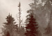 Wall Poster Brown Forest - landscape of forest against trees in fog in sepia motif 123864 additionalThumb 8