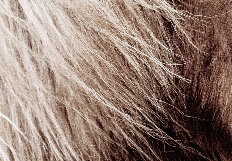 Wall Poster Against the Wind - brown horse with mane against a field backdrop and intense fog 130264 additionalImage 10