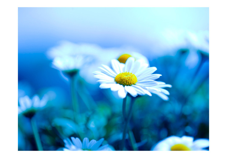 Photo Wallpaper Daisy on a Blue Meadow - Macro Shot of a Flower on a Plant Background 60464 additionalImage 1