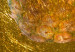 Poster Forbidden Fruit - composition of tropical fruit on golden texture 128074 additionalThumb 9