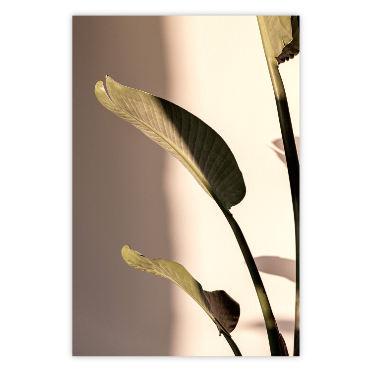 Poster Sunny Rhythm - composition with green plant leaves on a light background 129474
