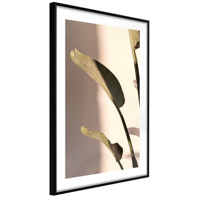Poster Sunny Rhythm - composition with green plant leaves on a light background 129474 additionalImage 8