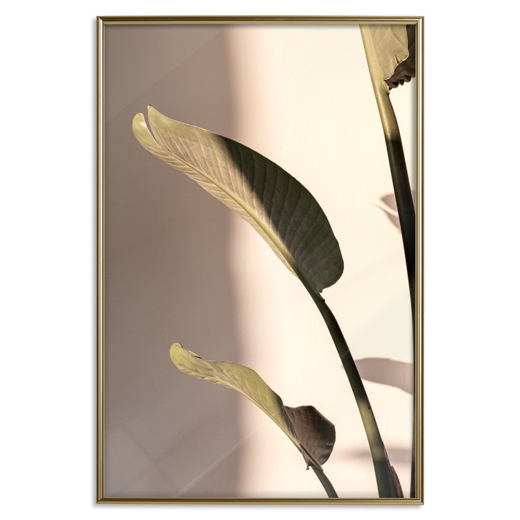 Poster Sunny Rhythm - composition with green plant leaves on a light background 129474 additionalImage 21