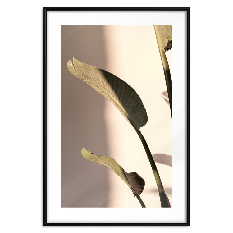 Poster Sunny Rhythm - composition with green plant leaves on a light background 129474 additionalImage 17