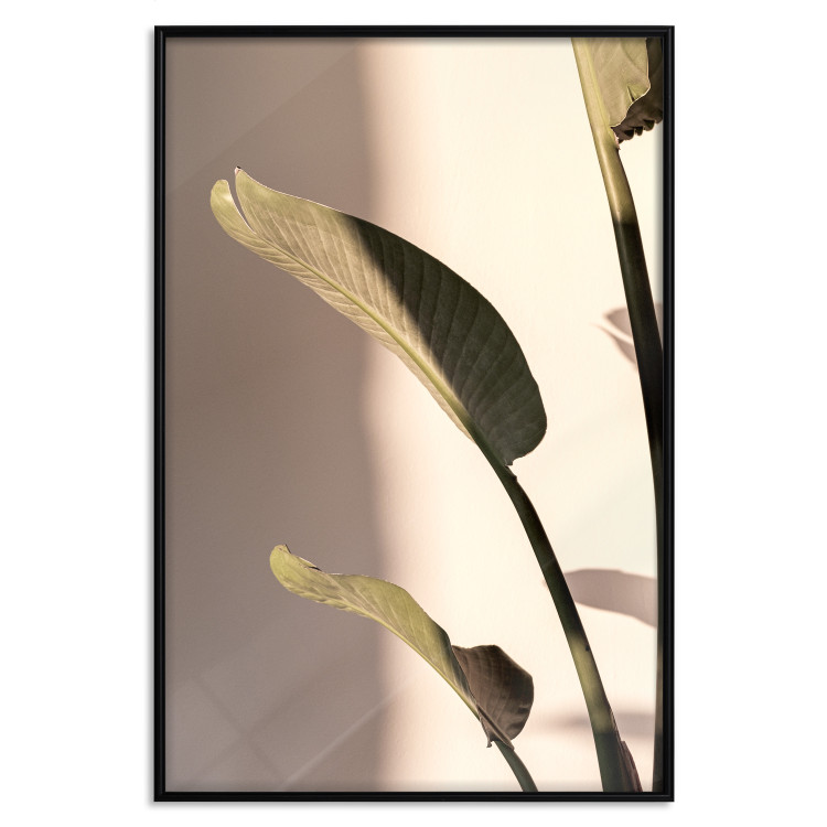 Poster Sunny Rhythm - composition with green plant leaves on a light background 129474 additionalImage 18