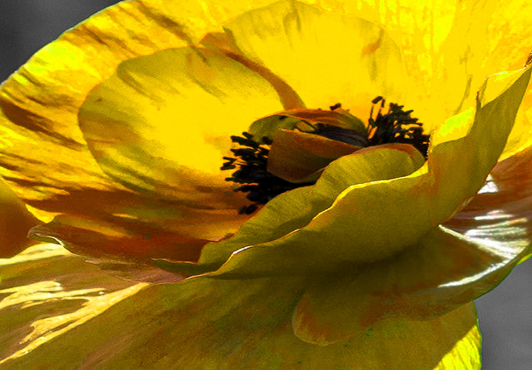 Large canvas print Yellow Poppies [Large Format] 132374 additionalImage 5