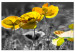 Large canvas print Yellow Poppies [Large Format] 132374