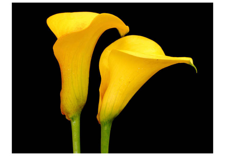 Wall Mural Two Yellow Calla Lilies on a Black Background - Plant Motif with Flowers in the Center 60674 additionalImage 1