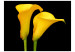 Wall Mural Two Yellow Calla Lilies on a Black Background - Plant Motif with Flowers in the Center 60674 additionalThumb 1
