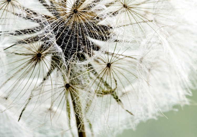 Canvas Print Romantic Summer (1-piece) - Fluffy Dandelions against Nature Background 106184 additionalImage 5