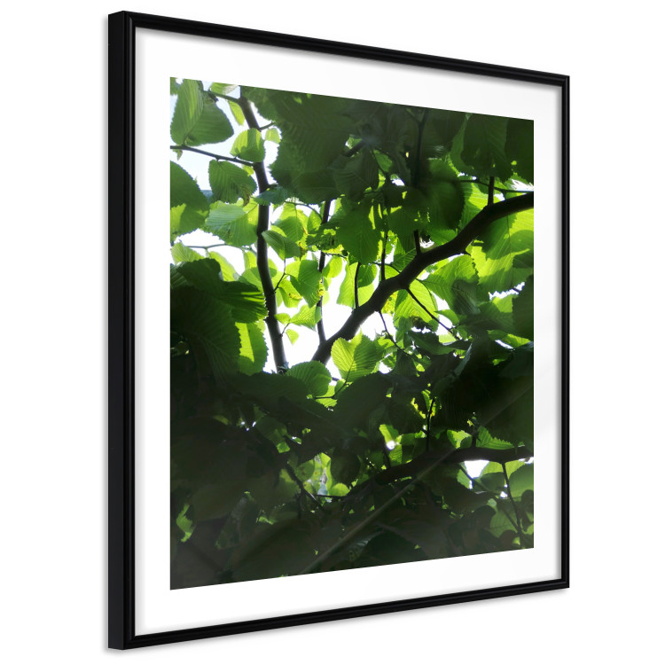 Poster Dawn - green leaves on a tree in the summer season in the middle of the day 122684 additionalImage 11