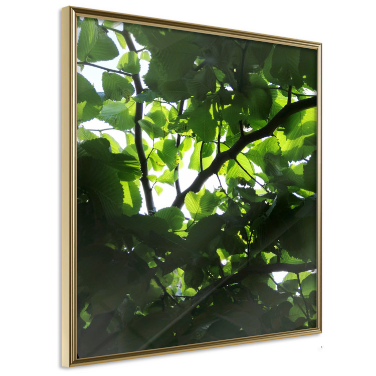 Poster Dawn - green leaves on a tree in the summer season in the middle of the day 122684 additionalImage 12