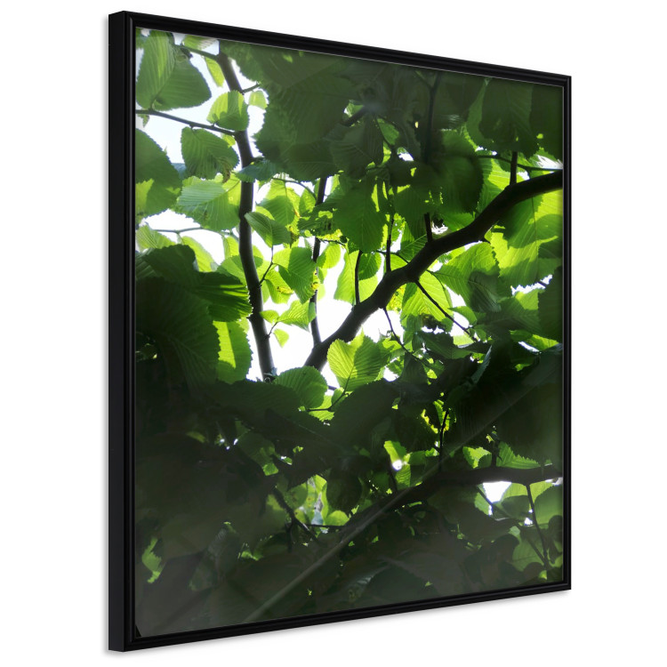 Poster Dawn - green leaves on a tree in the summer season in the middle of the day 122684 additionalImage 10