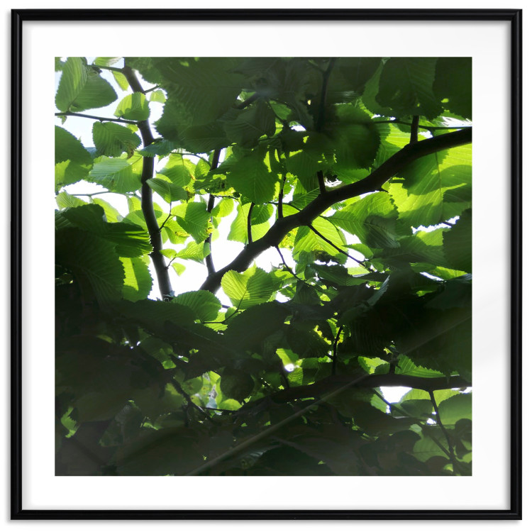 Poster Dawn - green leaves on a tree in the summer season in the middle of the day 122684 additionalImage 15