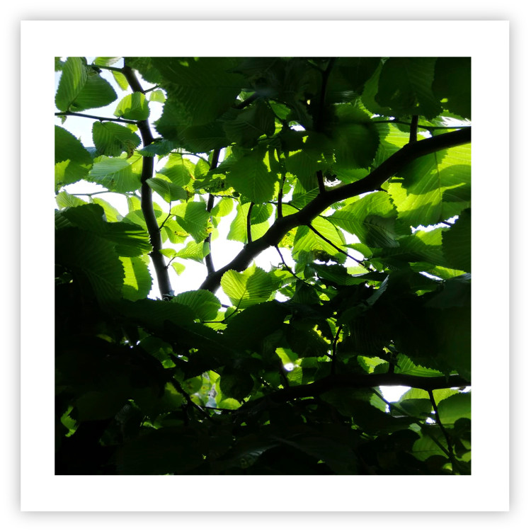 Poster Dawn - green leaves on a tree in the summer season in the middle of the day 122684 additionalImage 19