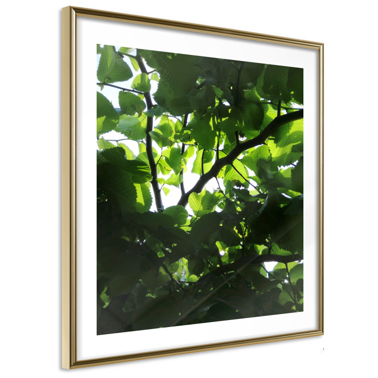 Poster Dawn - green leaves on a tree in the summer season in the middle of the day 122684 additionalImage 6