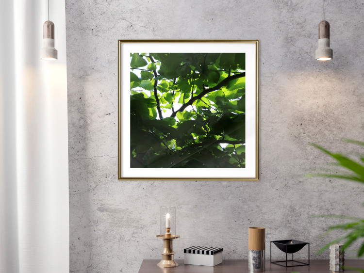 Poster Dawn - green leaves on a tree in the summer season in the middle of the day 122684 additionalImage 13