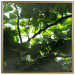 Poster Dawn - green leaves on a tree in the summer season in the middle of the day 122684 additionalThumb 16