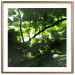 Poster Dawn - green leaves on a tree in the summer season in the middle of the day 122684 additionalThumb 14