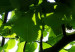 Poster Dawn - green leaves on a tree in the summer season in the middle of the day 122684 additionalThumb 9