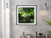 Poster Dawn - green leaves on a tree in the summer season in the middle of the day 122684 additionalThumb 4