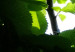 Poster Dawn - green leaves on a tree in the summer season in the middle of the day 122684 additionalThumb 8