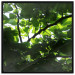 Poster Dawn - green leaves on a tree in the summer season in the middle of the day 122684 additionalThumb 18