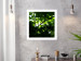 Poster Dawn - green leaves on a tree in the summer season in the middle of the day 122684 additionalThumb 2