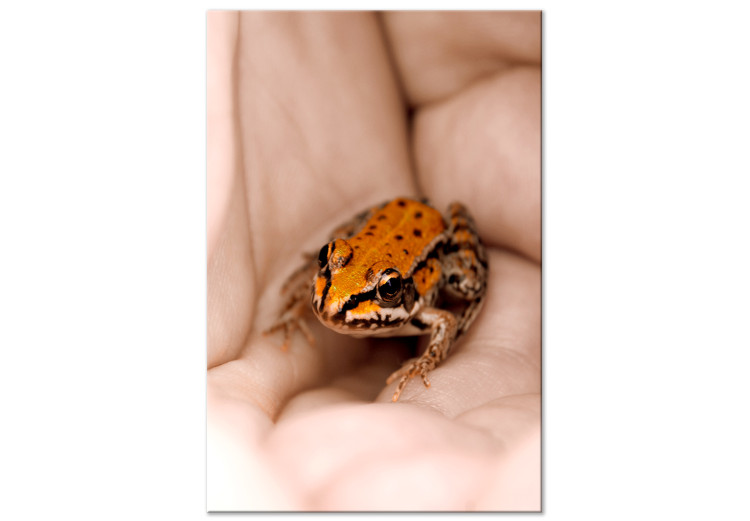 Canvas Print Frog on hands - orange animal in black dots sitting on the hands of an adult man 124384