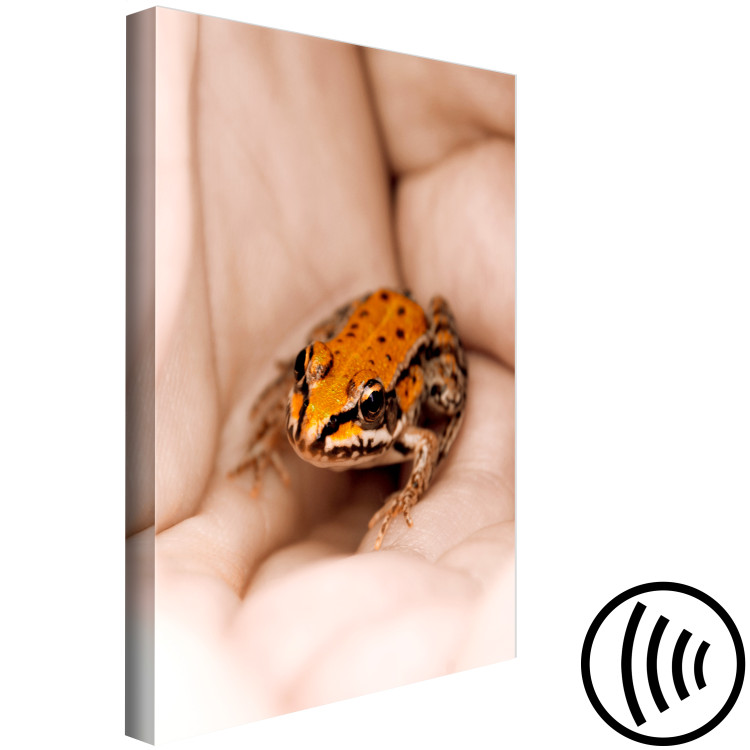 Canvas Print Frog on hands - orange animal in black dots sitting on the hands of an adult man 124384 additionalImage 6