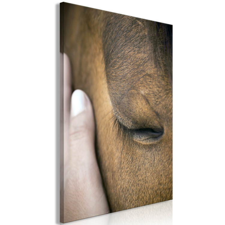 Canvas Print Soothing Touch (1-piece) Vertical - hand stroking a brown horse 130284 additionalImage 2
