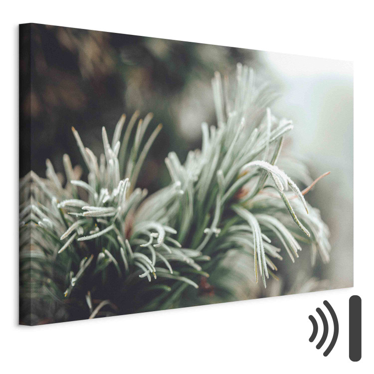 Canvas Art Print Winter Enchantment - A Photograph of a Coniferous Branch Covered With Frost 151684 additionalImage 8