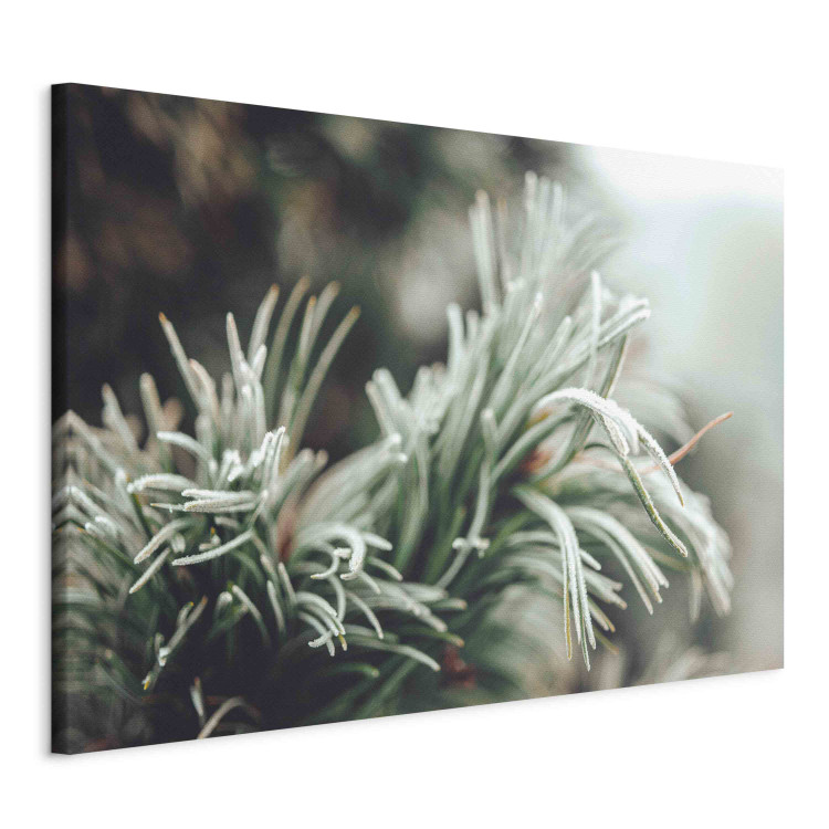 Canvas Art Print Winter Enchantment - A Photograph of a Coniferous Branch Covered With Frost 151684 additionalImage 2