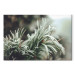 Canvas Art Print Winter Enchantment - A Photograph of a Coniferous Branch Covered With Frost 151684