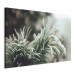 Canvas Art Print Winter Enchantment - A Photograph of a Coniferous Branch Covered With Frost 151684 additionalThumb 2