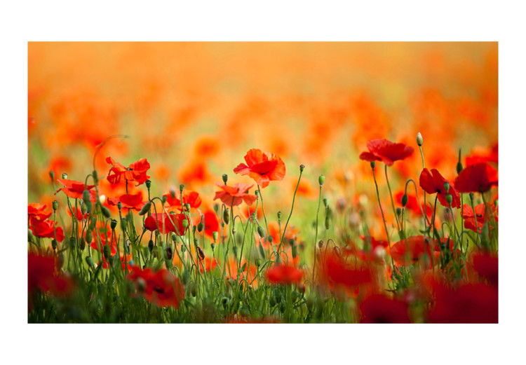 Photo Wallpaper Poppies on a Sunny Summer Day - Red Flowers in Warm Colours 60384 additionalImage 1