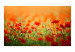 Photo Wallpaper Poppies on a Sunny Summer Day - Red Flowers in Warm Colours 60384 additionalThumb 1