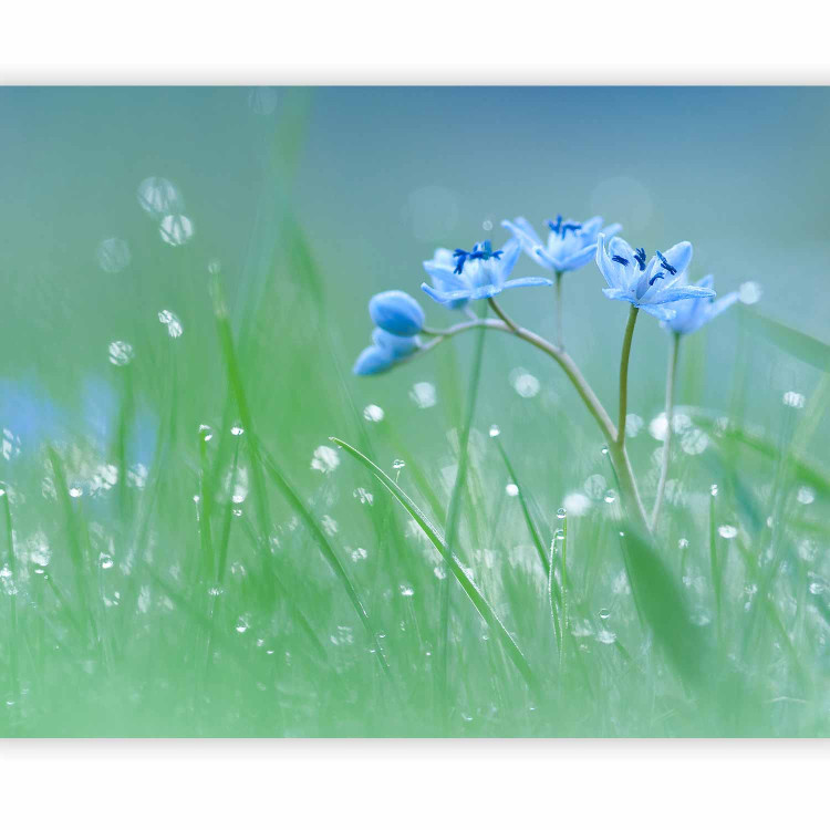 Wall Mural Meadow - In the Glow of the Morning Sun - Flower with Water Droplets on a Sky Background 60484 additionalImage 5