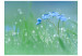 Wall Mural Meadow - In the Glow of the Morning Sun - Flower with Water Droplets on a Sky Background 60484 additionalThumb 1