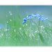 Wall Mural Meadow - In the Glow of the Morning Sun - Flower with Water Droplets on a Sky Background 60484 additionalThumb 5