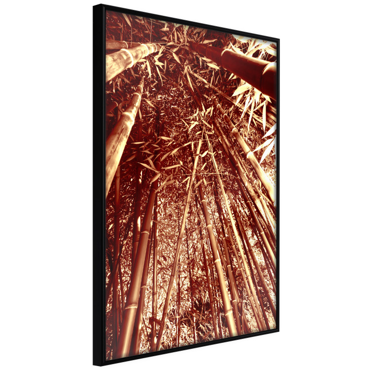 Poster Tall Bamboo - natural bamboo trees in brown light 123894 additionalImage 10