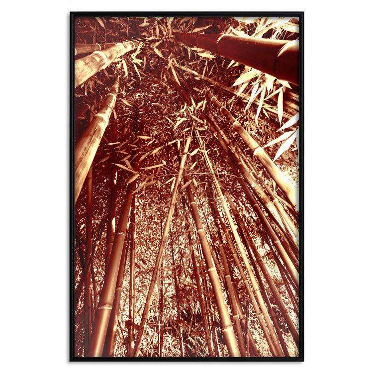 Poster Tall Bamboo - natural bamboo trees in brown light 123894 additionalImage 18