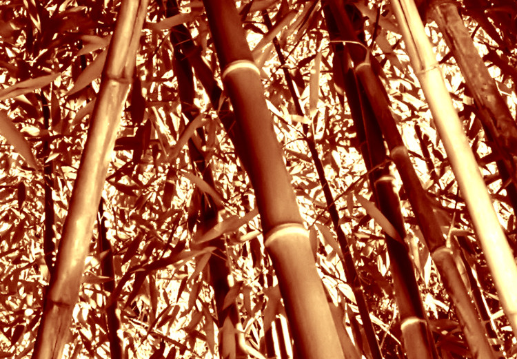 Poster Tall Bamboo - natural bamboo trees in brown light 123894 additionalImage 9