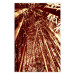 Poster Tall Bamboo - natural bamboo trees in brown light 123894