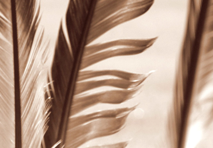 Wall Poster Shady Feathers - marine composition of feathers in sand in sepia colors 135294 additionalImage 8