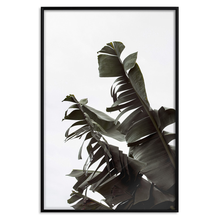 Poster Tropical Bouquet - natural composition of green leaves on a white background 135594 additionalImage 12