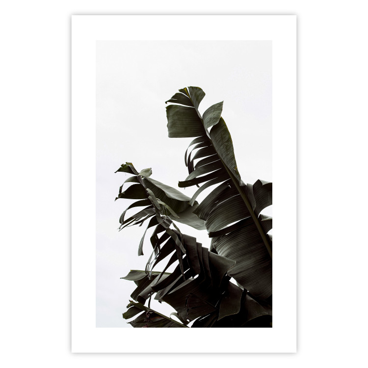 Poster Tropical Bouquet - natural composition of green leaves on a white background 135594 additionalImage 13